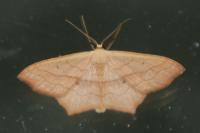 Scopula imitaria