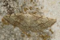 Stegania trimaculata