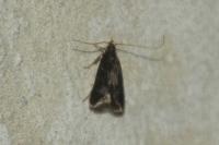 Homaloxestis briantiella