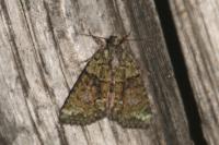 Cryphia algae