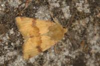 Heliothis viriplaca
