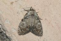 Meganola strigula