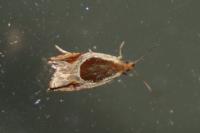 Ancylis unculana