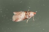 Acrobasis advenella