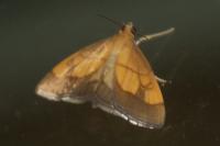 Evergestis limbata