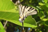 Iphiclides podalirius