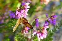Melitaea phoebe