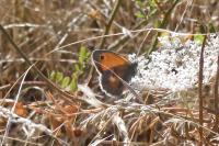 Coenonympha pamphilus