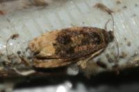 Hedya ochroleucana