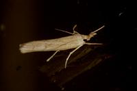 Agriphila inquinatella