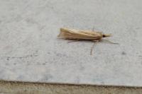 Ancylolomia tentaculella