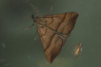 Hypena proboscidalis