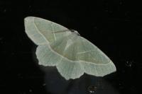 Campaea margaritaria