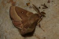 Lasiocampa trifolii