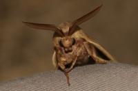 Lasiocampa trifolii