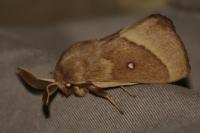 Lasiocampa trifolii