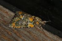 Cryphia algae