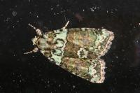 Cryphia algae