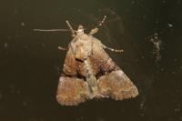Mesoligia furuncula