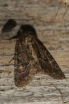Thalpophila matura