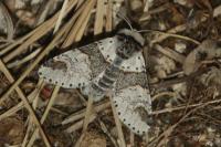 Furcula furcula