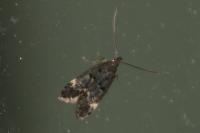 Dichomeris alacella