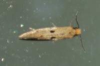 Tinea trinotella