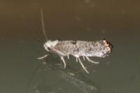 Paraswammerdamia albicapitella