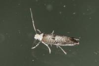 Paraswammerdamia albicapitella