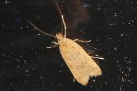 Helcystogramma