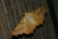 Ennomos fuscantaria