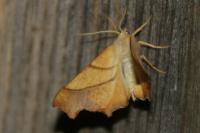 Ennomos fuscantaria