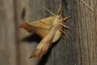 Ennomos fuscantaria