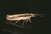 Ypsolopha ustella