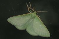 Thetidia smaragdaria