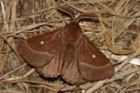 Lasiocampa trifolii