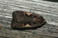 Xestia c-nigrum