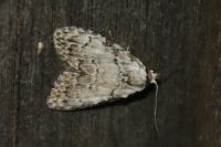 Meganola strigula