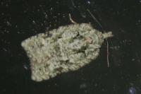 Acleris literana