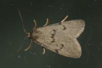 Apaidia mesogona