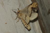 Phalera bucephala