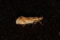 Metalampra italica