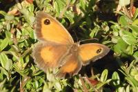 Pyronia tithonus