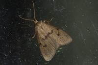 Apaidia mesogona