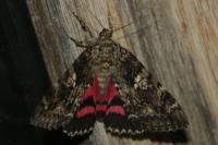 Catocala sponsa