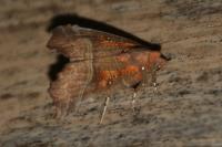 Scoliopteryx libatrix