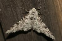 Biston betularia