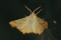 Ennomos fuscantaria