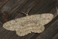 Hypomecis punctinalis