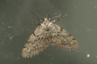Tephronia sepiaria